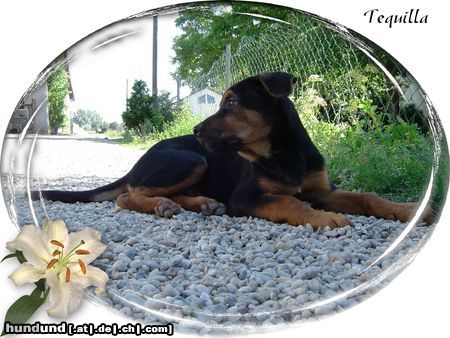 Rottweiler Hunde Foto 5961 Rottweiler Der kleine on Tour