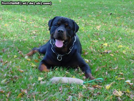 Rottweiler Hunde Foto 16281 Rottweiler Grins!