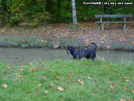 Rottweiler Hunde Foto 15521 Rottweiler meine Beißwurst muss überallhin mit! (Tino 14 Monate)