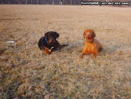 Rottweiler Hunde Foto 12398 Rottweiler Valentino&Buffi