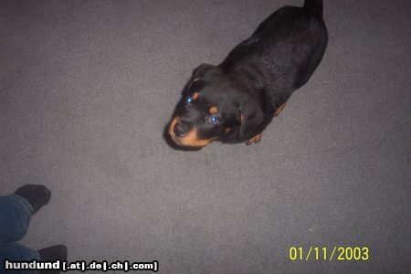 Rottweiler Hunde Foto 12396 Rottweiler Valentino-schwarzer Herzensbrecher