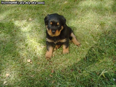 Rottweiler Hunde Foto 17514 Rottweiler Das ist die Tochter von meinem Benny