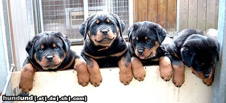 Rottweiler Hunde Foto 20192 in höherer Auflösung ansehen Rottweiler Erster Wurf von der Hansestadt Bremen im Alter von 6 Wochen