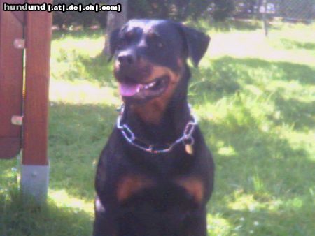 Rottweiler Hunde Foto 11966 Rottweiler Xena