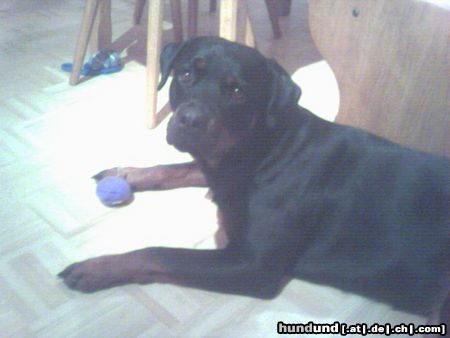 Rottweiler Rottweiler Xena, 2 1/2 Jahre