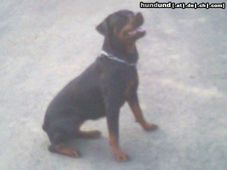 Rottweiler Hunde Foto 10470 Rottweiler Rottweiler Xena, 2 1/2 Jahre