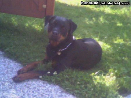 Rottweiler Hunde Foto 11968 Rottweiler Xena