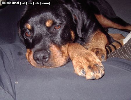 Rottweiler Hunde Foto 15241 in höherer Auflösung ansehen Rottweiler Rambo bei seiner liebilings beschäftigung (: