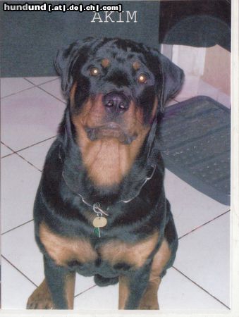 Rottweiler Mein Scheisserl