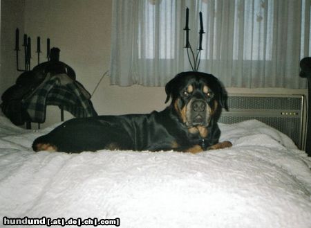 Rottweiler Hunde Foto 10856 Rottweiler Bandito