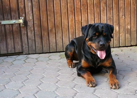 Rottweiler Hunde Foto 36764 Rottweiler Bogart von den Nibelungen 22 Monate jung