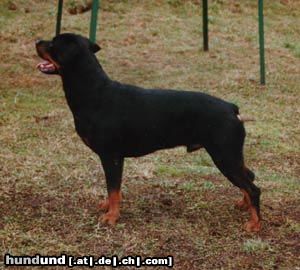 Rottweiler Hunde Foto 3247 Rottweiler Arno von Griechenberg/W.H. 66,5cm/fünffacher Championat, 2 mal Weltsieger und einmal Europasieger. Rüde zum Decken