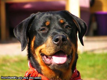 Rottweiler Hunde Foto 21589 in höherer Auflösung ansehen Rottweiler betty, rottweilerhündin 10 monate