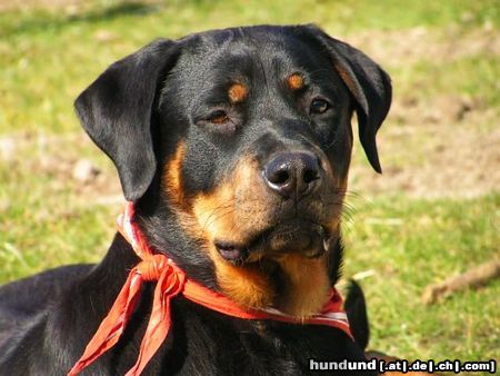Rottweiler Hunde Foto 21590 in höherer Auflösung ansehen Rottweiler betty, rottweilerhündin 10 monate