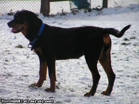 Rottweiler Hunde Foto 21591 in höherer Auflösung ansehen Rottweiler betty, rottweilerhündin 10 monate
