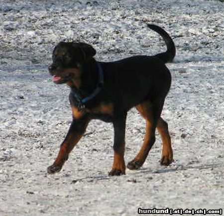 Rottweiler Hunde Foto 21592 in höherer Auflösung ansehen Rottweiler betty, rottweilerhündin 10 monate