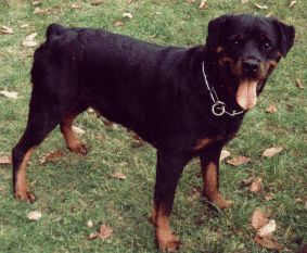 Rottweiler Hunde Foto 1353 Rottweiler Bijou vom Hause Ditscher