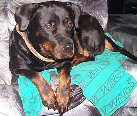 Rottweiler Meine kleine Roxy 5 Jahre alt - eine Freundin fürs Leben