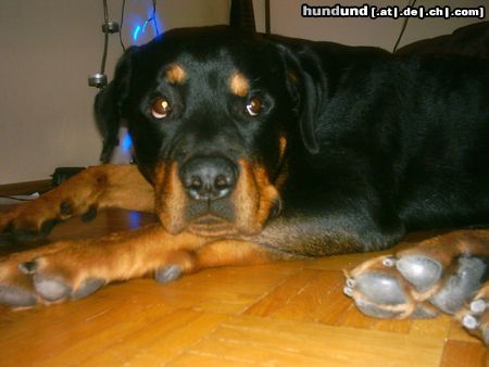 Rottweiler Hunde Foto 16394 in höherer Auflösung ansehen Rottweiler mein jimmy