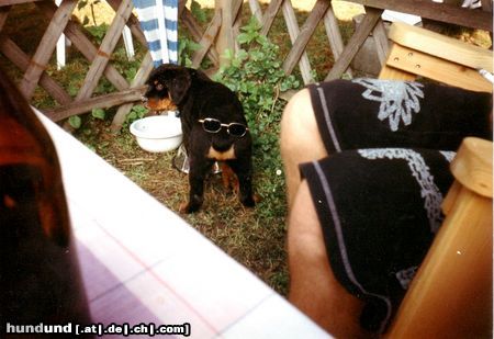 Rottweiler Hunde Foto 20418 Rottweiler Ihr Könnt mich alle