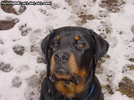 Rottweiler Hunde Foto 9745 Rottweiler Valentino 7 Monate