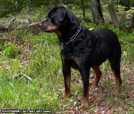 Rottweiler Hunde Foto 11266 Rottweiler Blanca eröffnet die Freibadsaison
