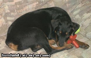 Rottweiler ...buffy...und ihr lieblings spielzeug ;)