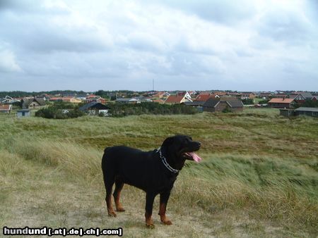 Rottweiler Hunde Foto 5025 Rottweiler Chato in Urlaub