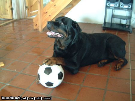 Rottweiler Hunde Foto 5021 Rottweiler Chato bereitet sich auf die Fußball Europameisterschaft vor