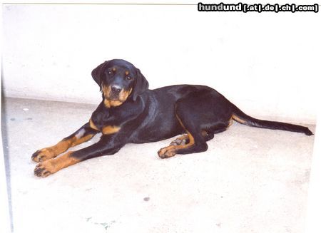 Rottweiler Hunde Foto 10780 Rottweiler che bello!