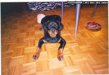 Rottweiler Hunde Foto 10776 Rottweiler cisco 6 monate