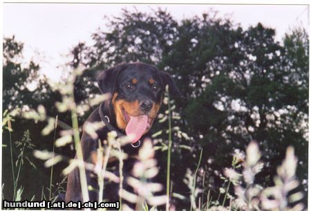 Rottweiler Hunde Foto 10777 Rottweiler cisco 6 monate