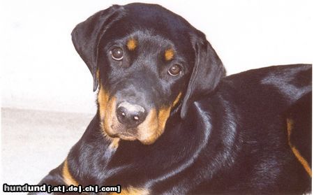 Rottweiler Hunde Foto 10778 Rottweiler cisco 7 monate