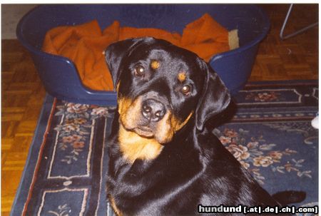 Rottweiler Hunde Foto 10779 Rottweiler cisco 11 monate