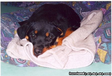 Rottweiler Hunde Foto 10784 Rottweiler mamma siis!