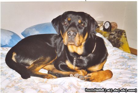 Rottweiler Hunde Foto 10783 Rottweiler mein prinz!
