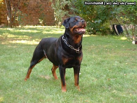 Rottweiler Hunde Foto 3713 Rottweiler