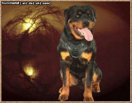 Rottweiler Abel v.d. Nibelungen 12 Monate alt