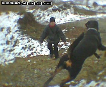 Rottweiler Hunde Foto 9795 Rottweiler der nudi lasst spielen
