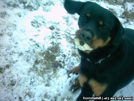 Rottweiler Hunde Foto 9793 Rottweiler der nudi