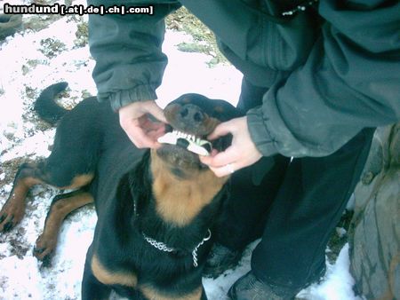 Rottweiler Hunde Foto 9794 Rottweiler der egoistische nudi
