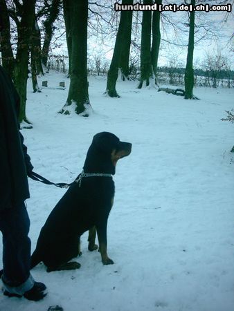 Rottweiler Hunde Foto 9796 Rottweiler der stolze nudi