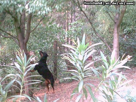 Rottweiler Hunde Foto 9792 Rottweiler csilla auf der spiel suchen