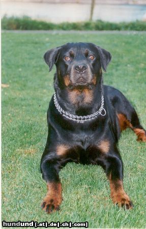 Rottweiler Hunde Foto 9791 Rottweiler csilla