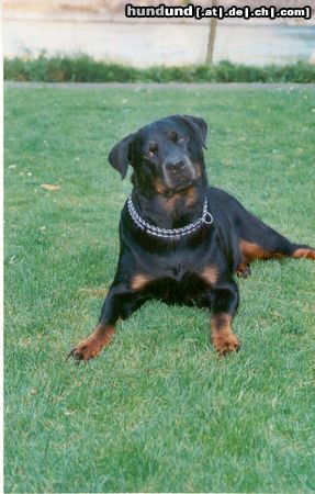 Rottweiler Hunde Foto 9787 Rottweiler mein sonnenschein
