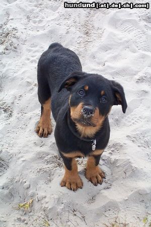 Rottweiler Hunde Foto 5845 Rottweiler Cujo