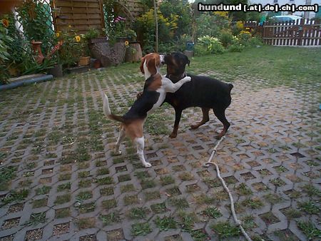 Rottweiler Hunde Foto 18927 Rottweiler Harry und Alyha