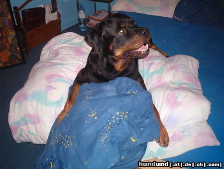 Rottweiler oh angenehm 