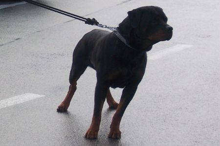 Rottweiler Hunde Foto 34239 in höherer Auflösung ansehen Rottweiler KING from SHAR