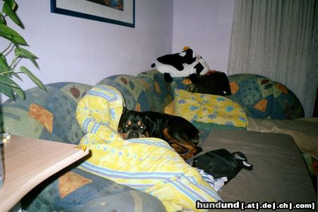 Rottweiler Hunde Foto 10112 Rottweiler Bandito beim Spielen